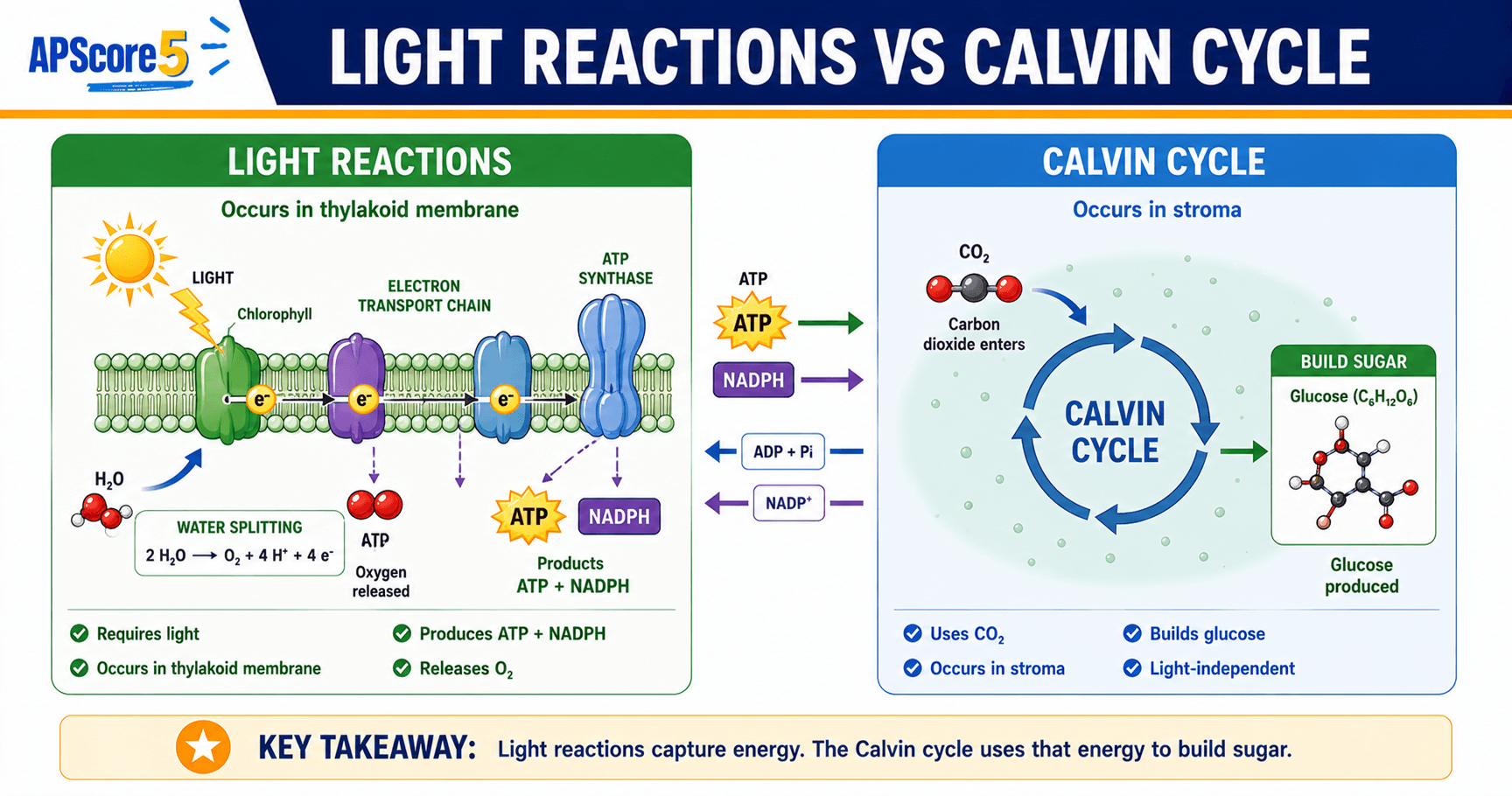 Light reactions vs Calvin cycle