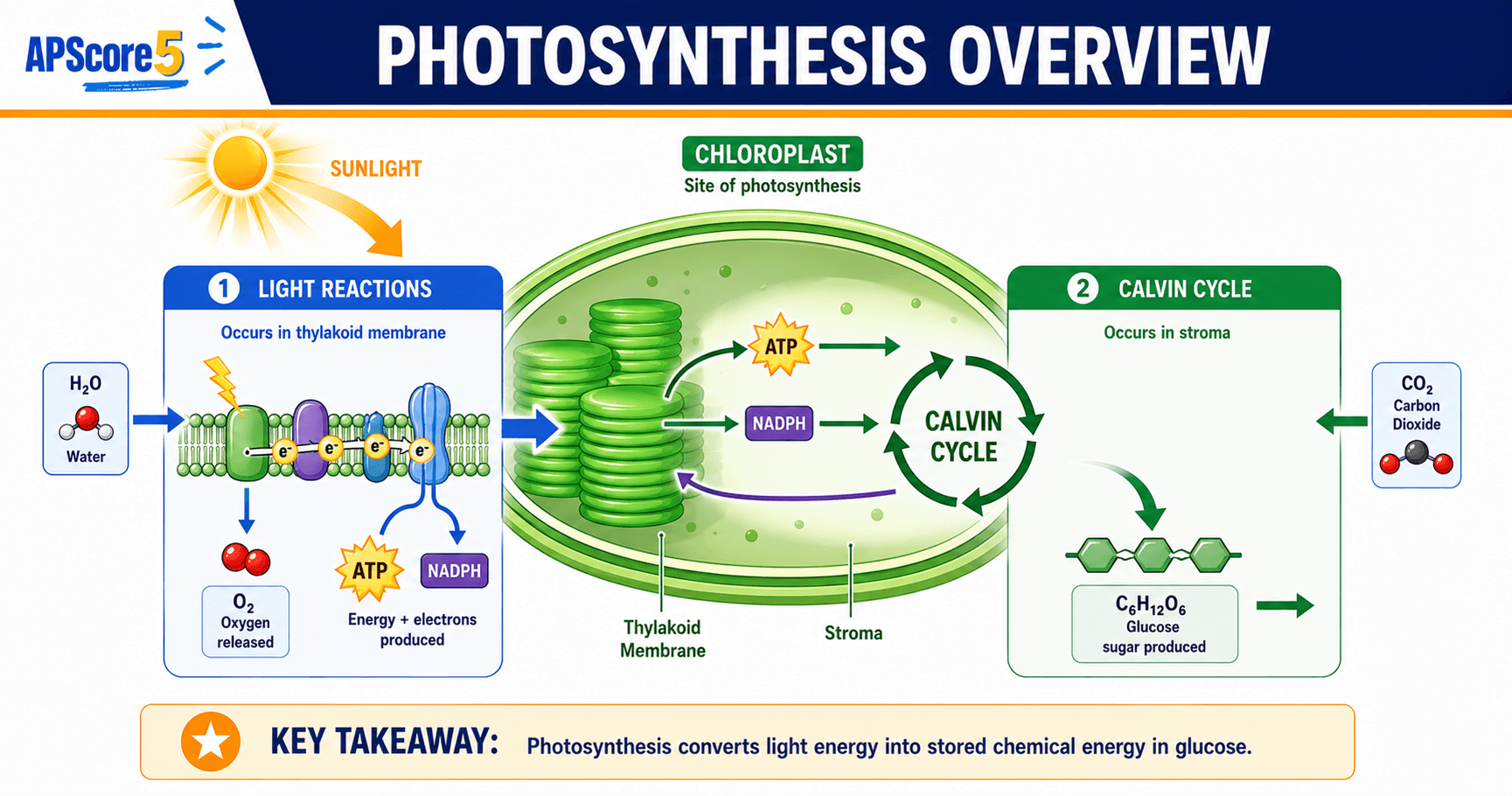 Photosynthesis overview AP Bio