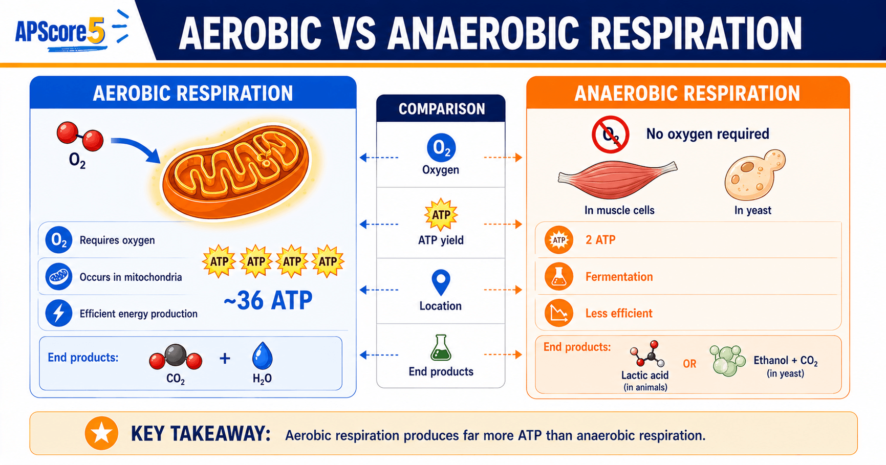 Aerobic vs anaerobic chart
