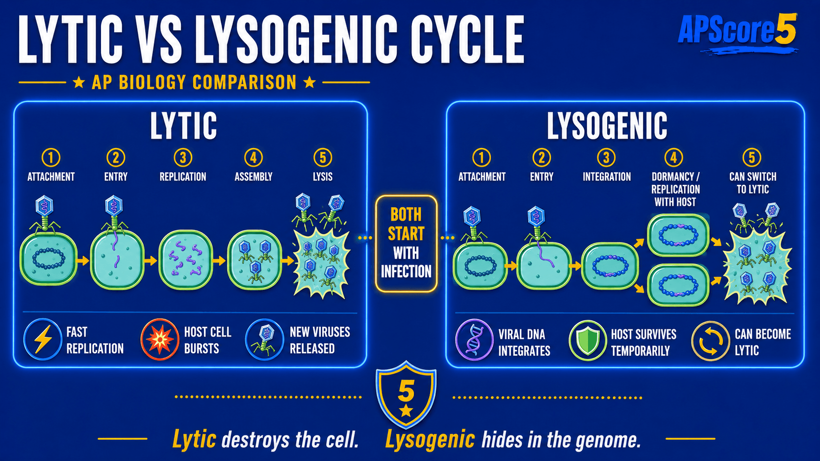 Lytic lysogenic cycles