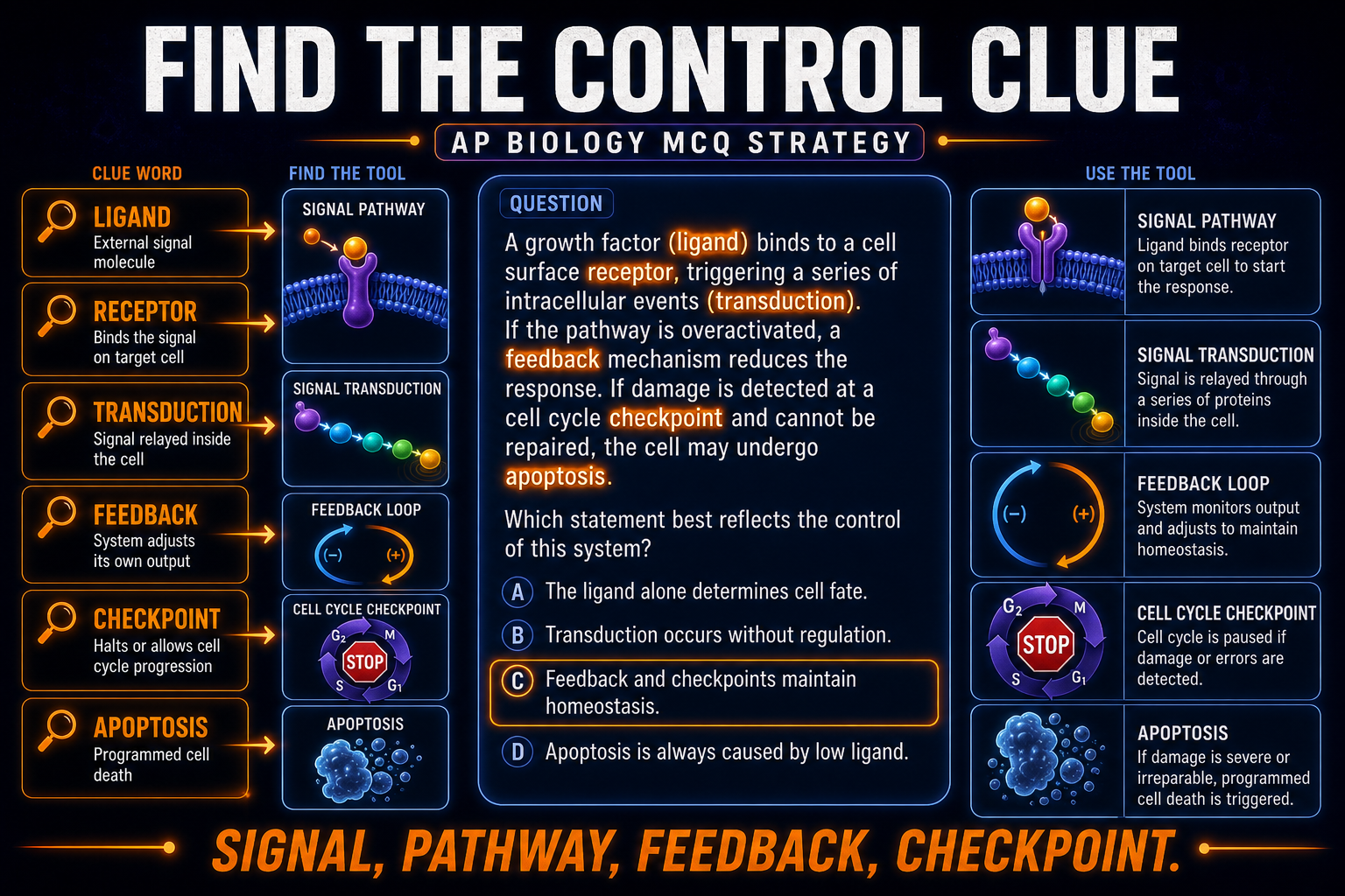 AP Biology Unit 4 MCQ strategy infographic showing clue words for cell signaling and cell cycle regulation questions