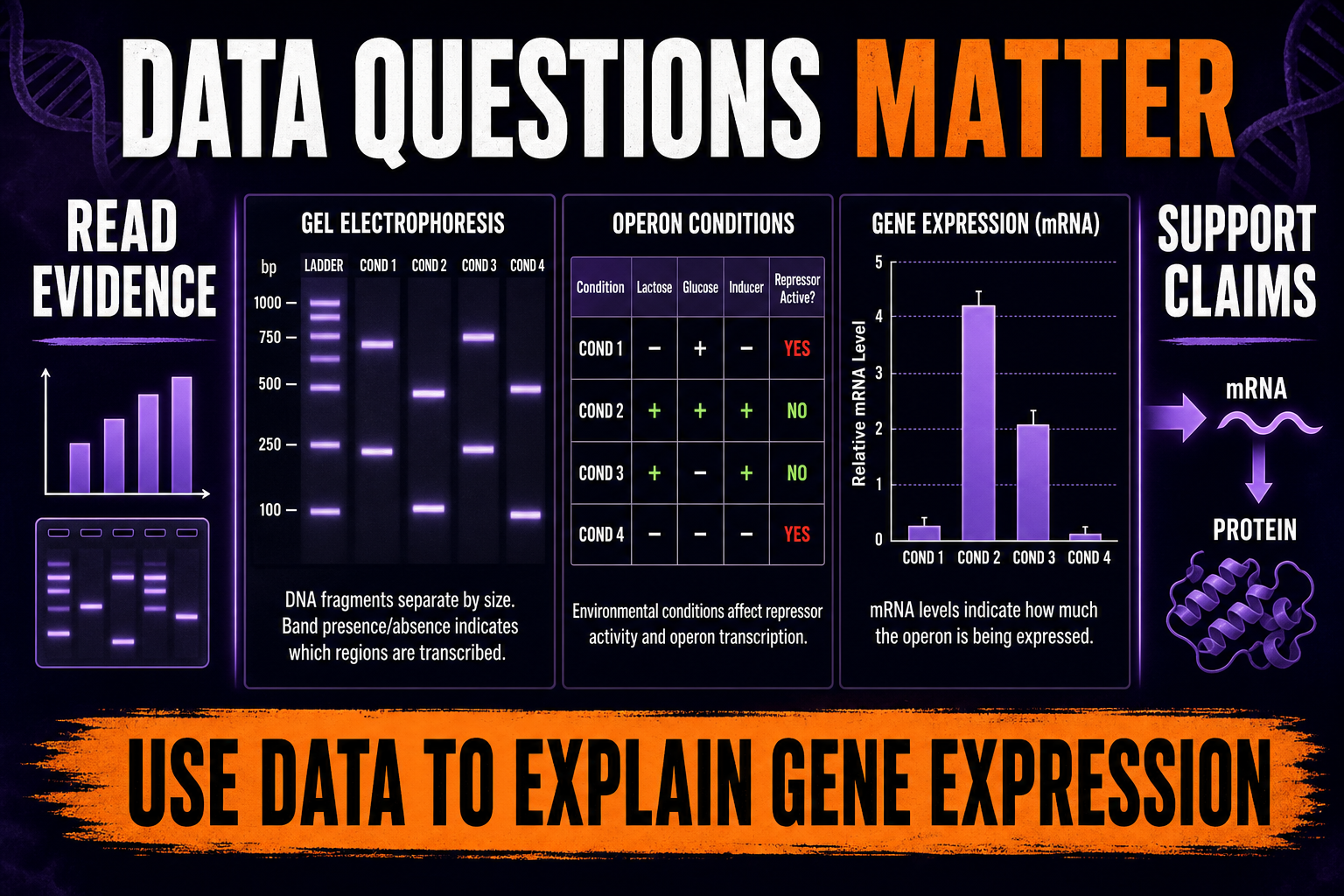 AP Biology Unit 6 data questions showing gel electrophoresis operon tables and gene expression graphs