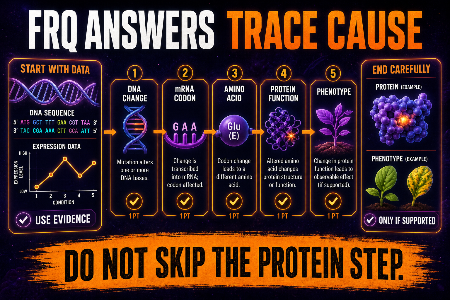 AP Biology Unit 6 FRQ Reasoning Ladder AP Biology Unit 6 FRQ reasoning ladder showing DNA mRNA amino acid protein and phenotype steps