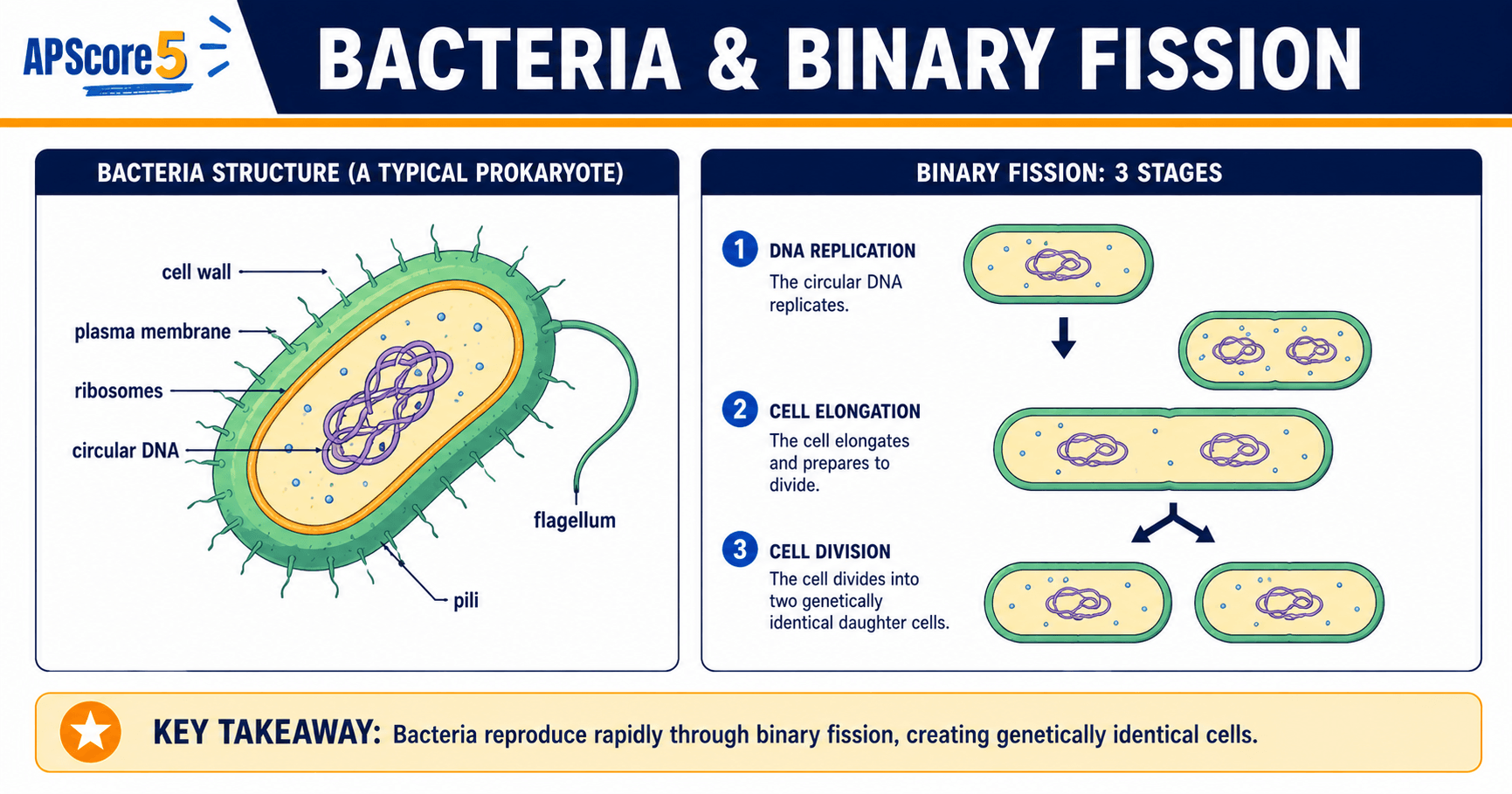 Binary fission in bacteria