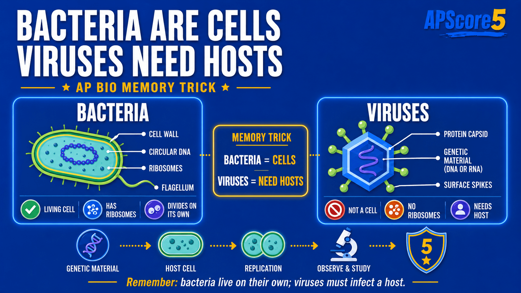 Bacteria viruses hosts