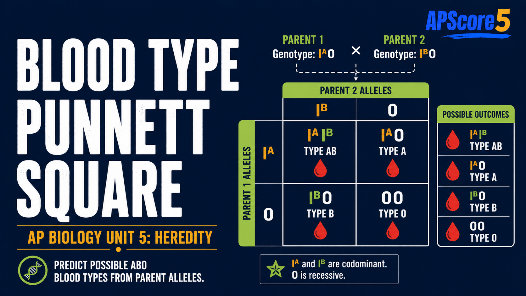 ABO blood type Punnett square