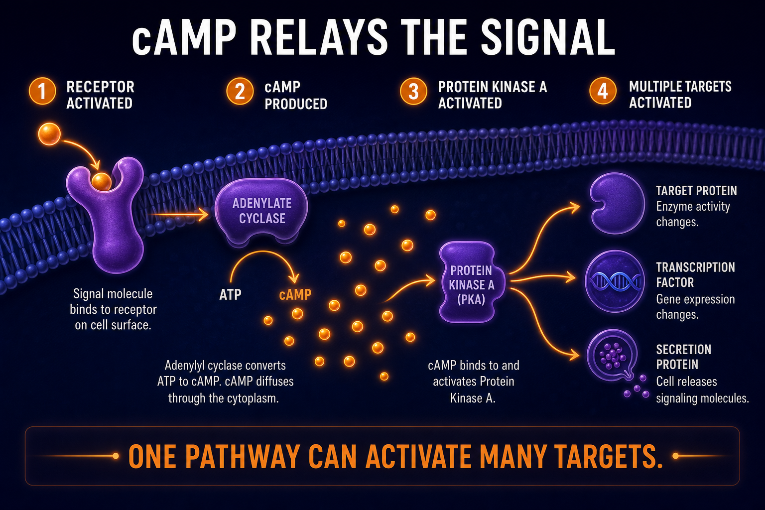 AP Biology cAMP second messenger infographic showing cAMP relaying a signal to activate multiple target proteins