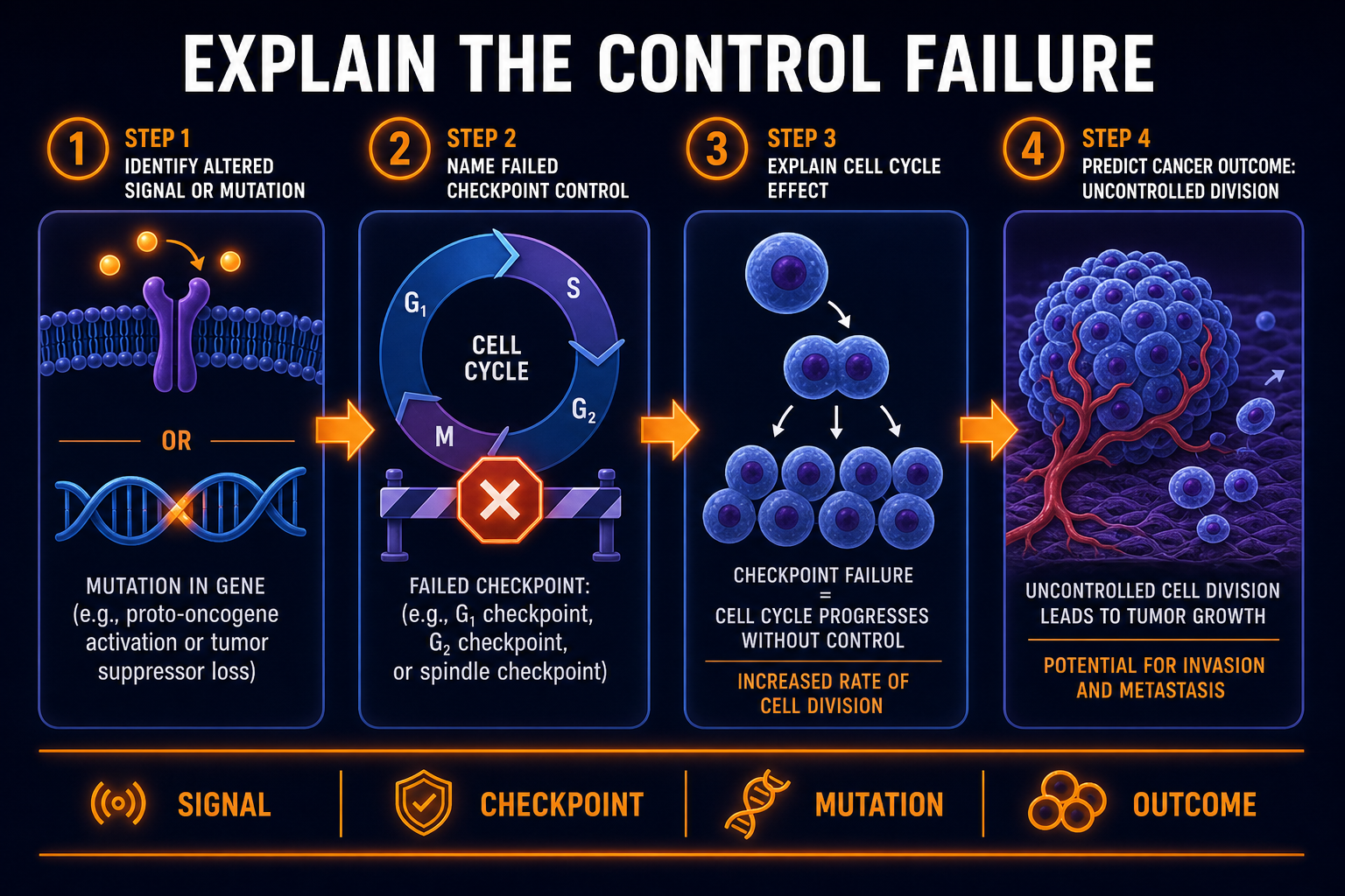Cancer regulation FRQ steps