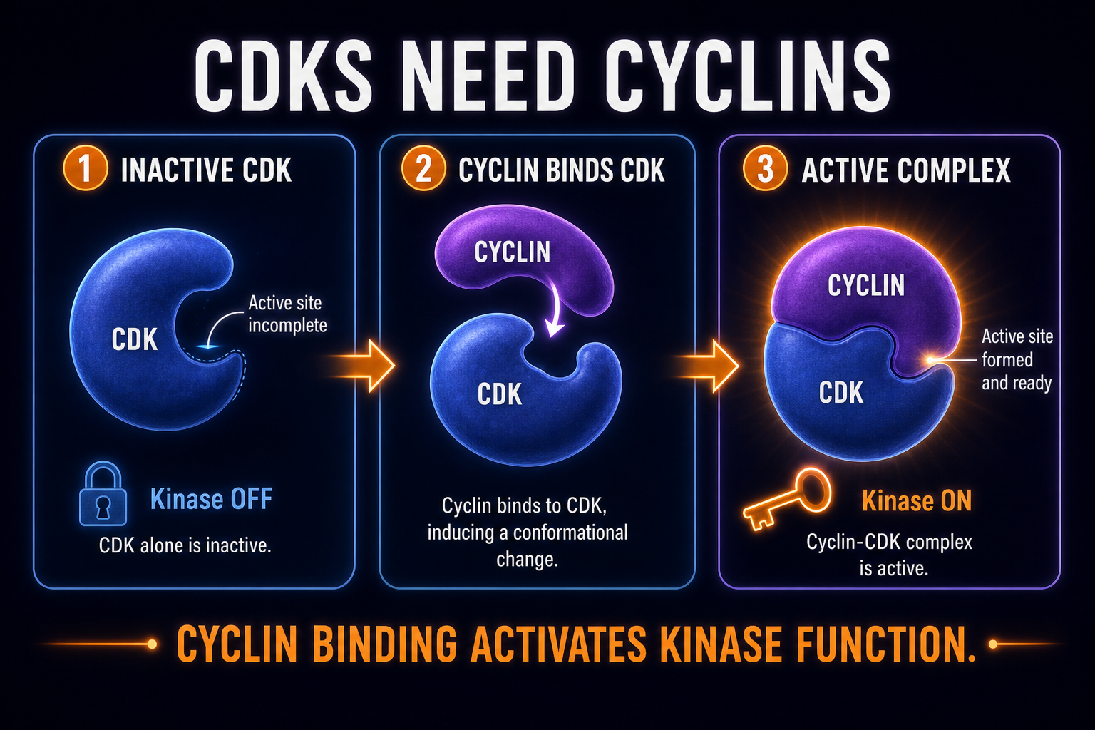 AP Biology CDK activation infographic showing cyclin binding activating cyclin-dependent kinases