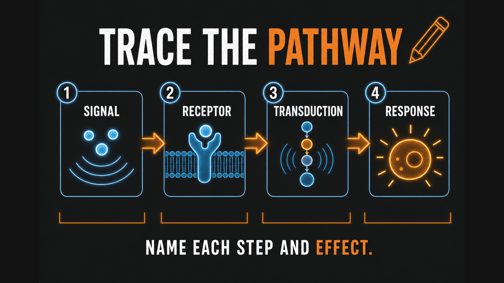 AP Biology FRQ reasoning infographic showing how to trace a cell communication pathway
