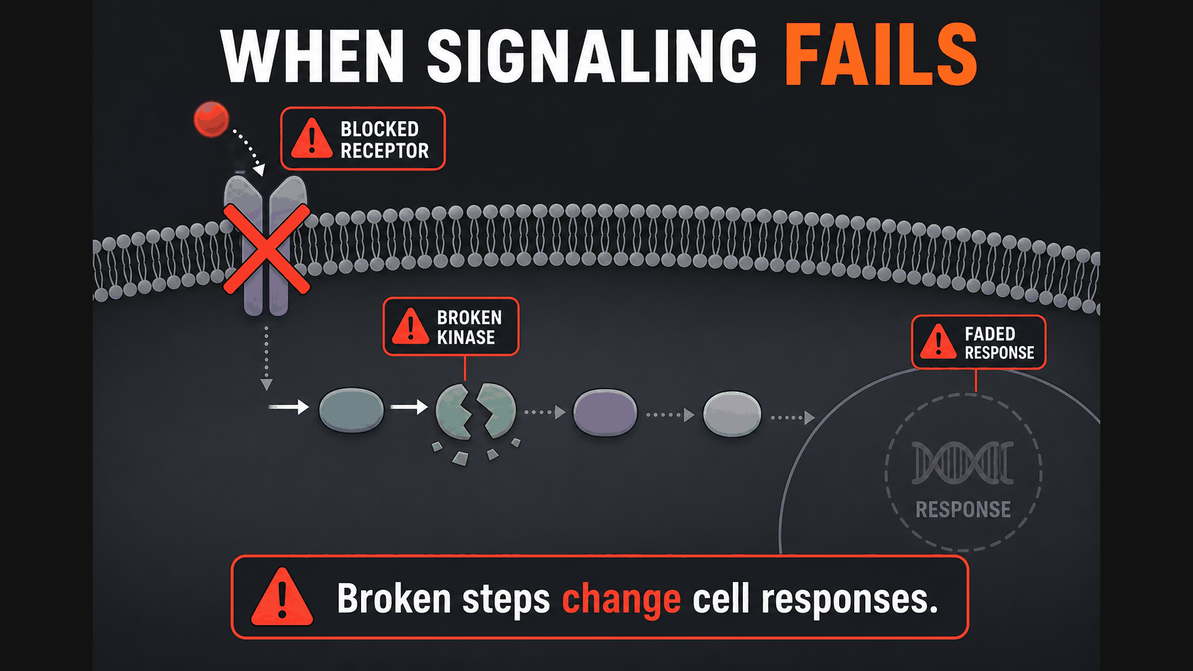 AP Biology cell communication infographic showing how a blocked receptor or disrupted pathway prevents a normal cell response