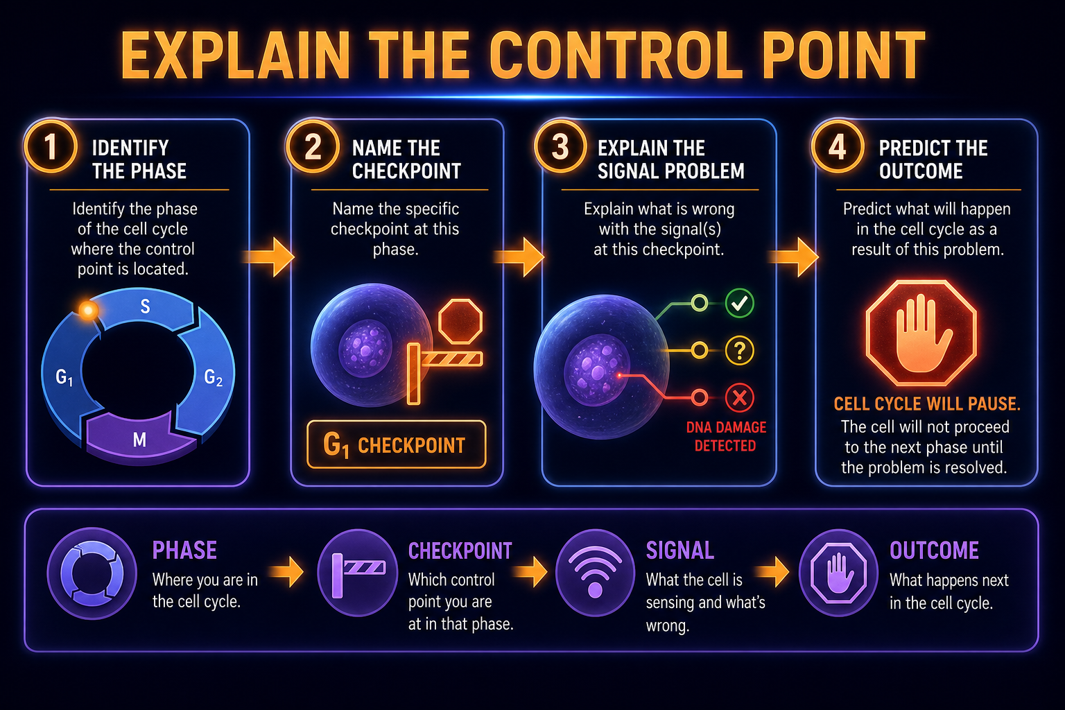 AP Biology cell cycle FRQ reasoning infographic showing how to identify phases, checkpoints, and cell-cycle outcomes