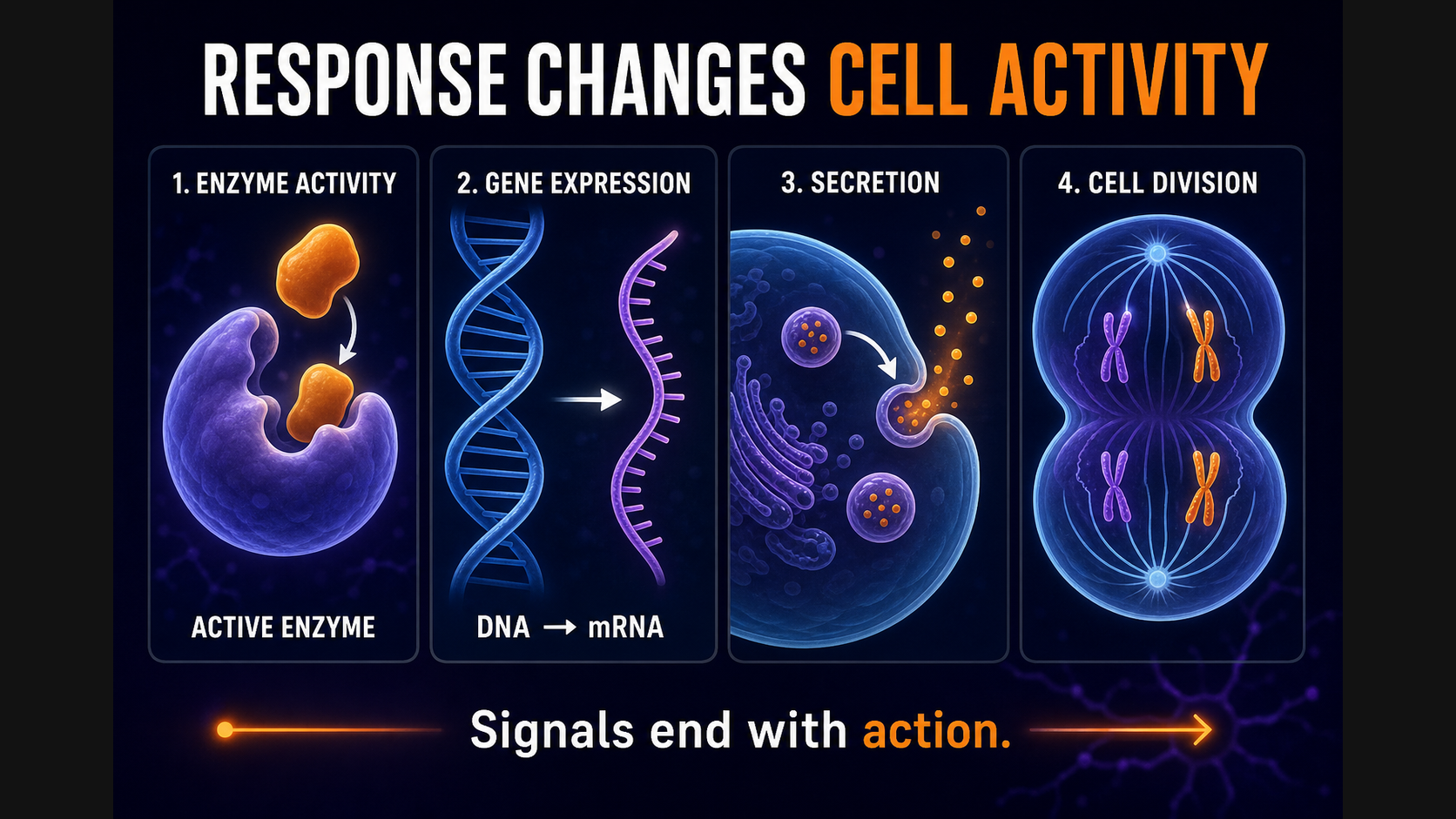 Cell response enzyme genes