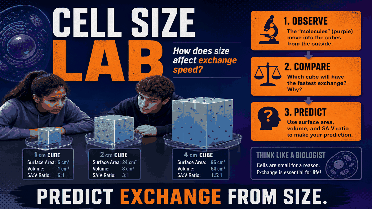 Cell size engineering lab