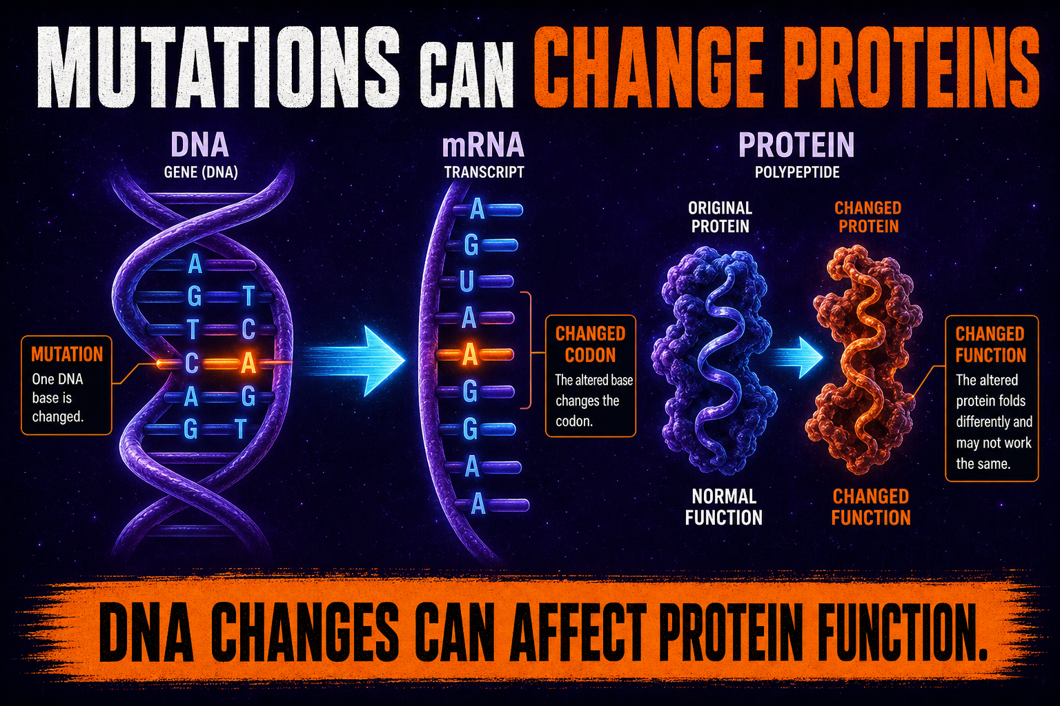 Mutation DNA to protein