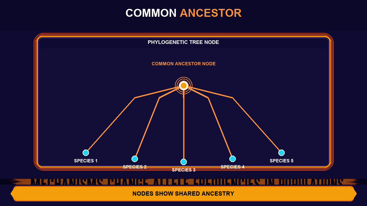 Common Ancestor Node AP Biology Common ancestor node AP Biology showing phylogenetic tree branches and shared ancestry