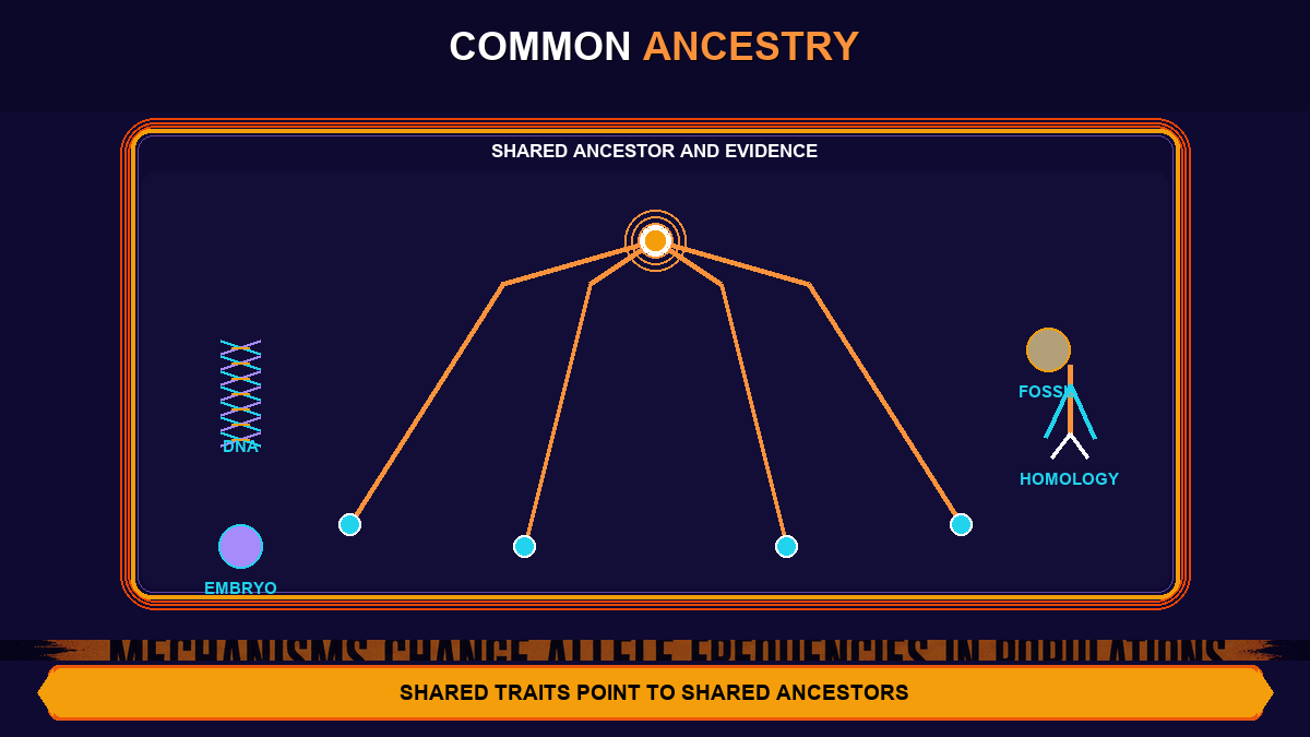 Common Ancestry AP Biology Common ancestry AP Biology showing shared ancestor node phylogenetic branches DNA evidence fossils and homologous structures