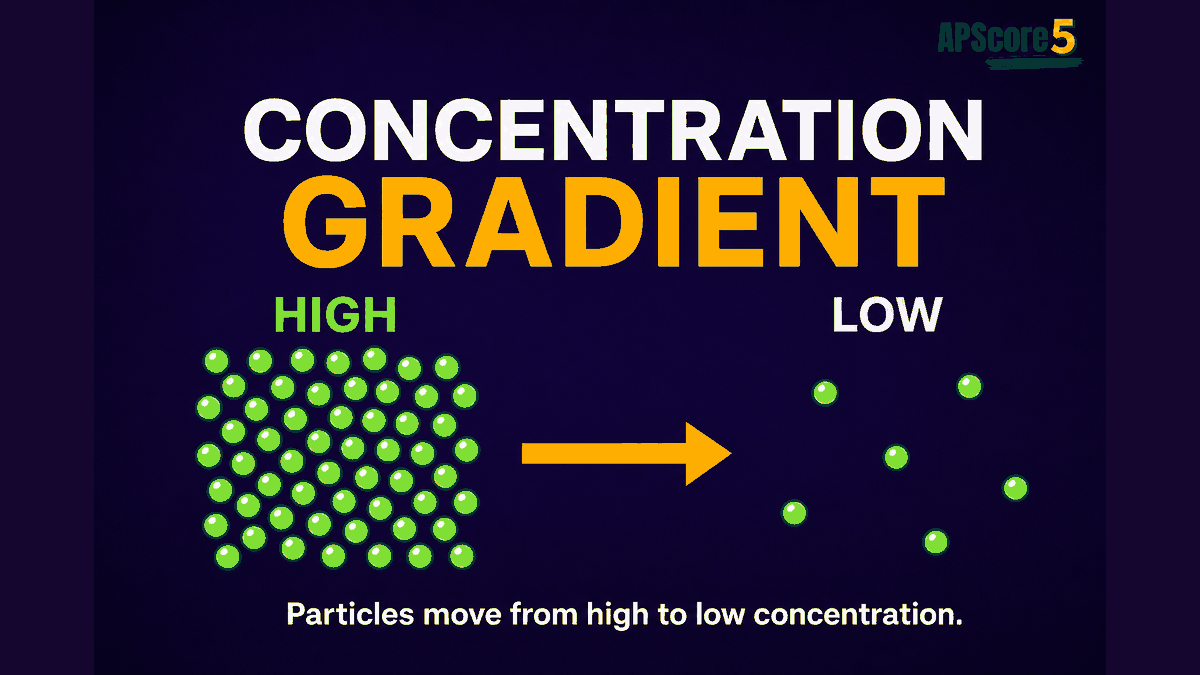 Concentration gradient AP Biology infographic showing particles moving from high concentration to low concentration