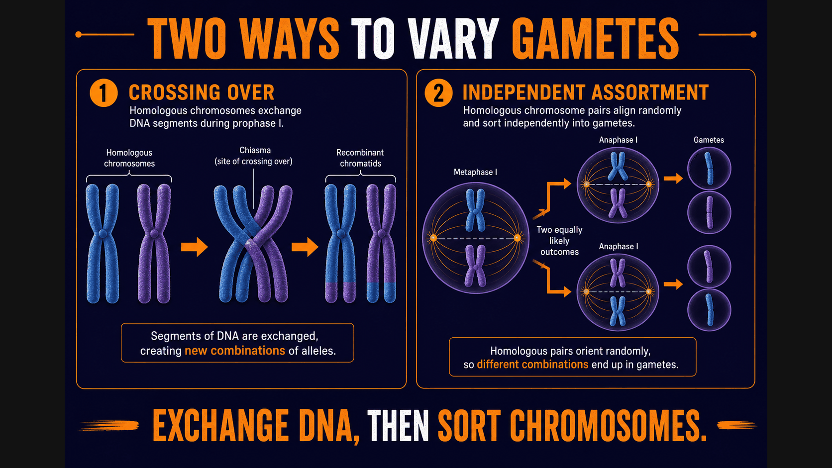 AP Biology comparison infographic showing crossing over exchanging DNA segments and independent assortment sorting chromosomes randomly