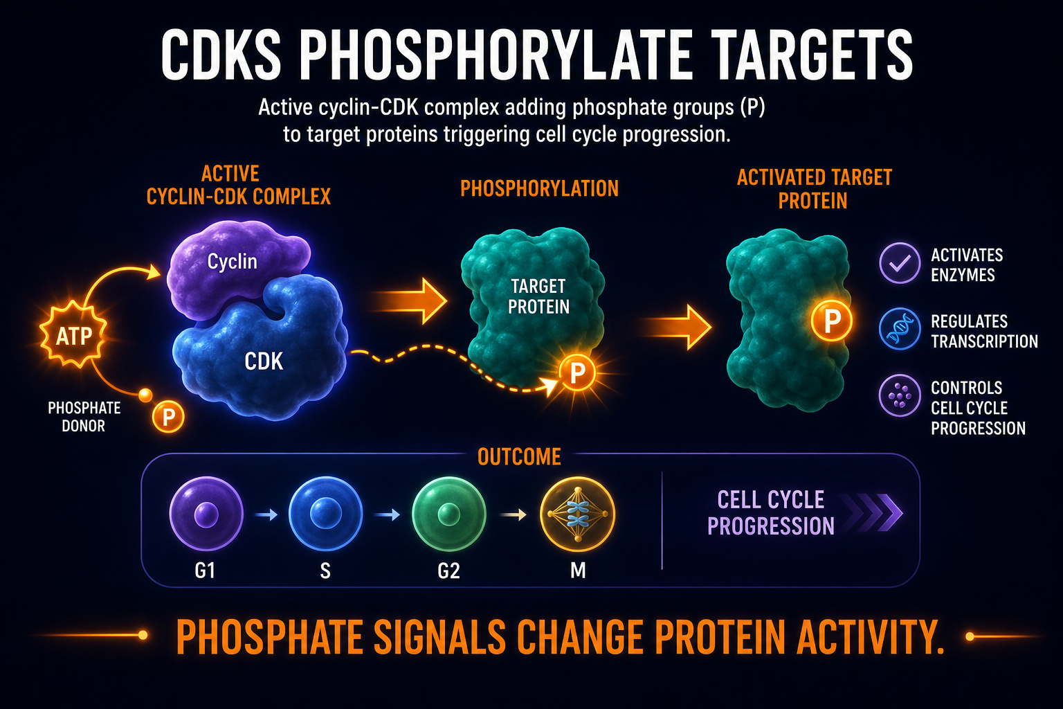 AP Biology cyclin-CDK phosphorylation infographic showing CDKs adding phosphate groups to target proteins