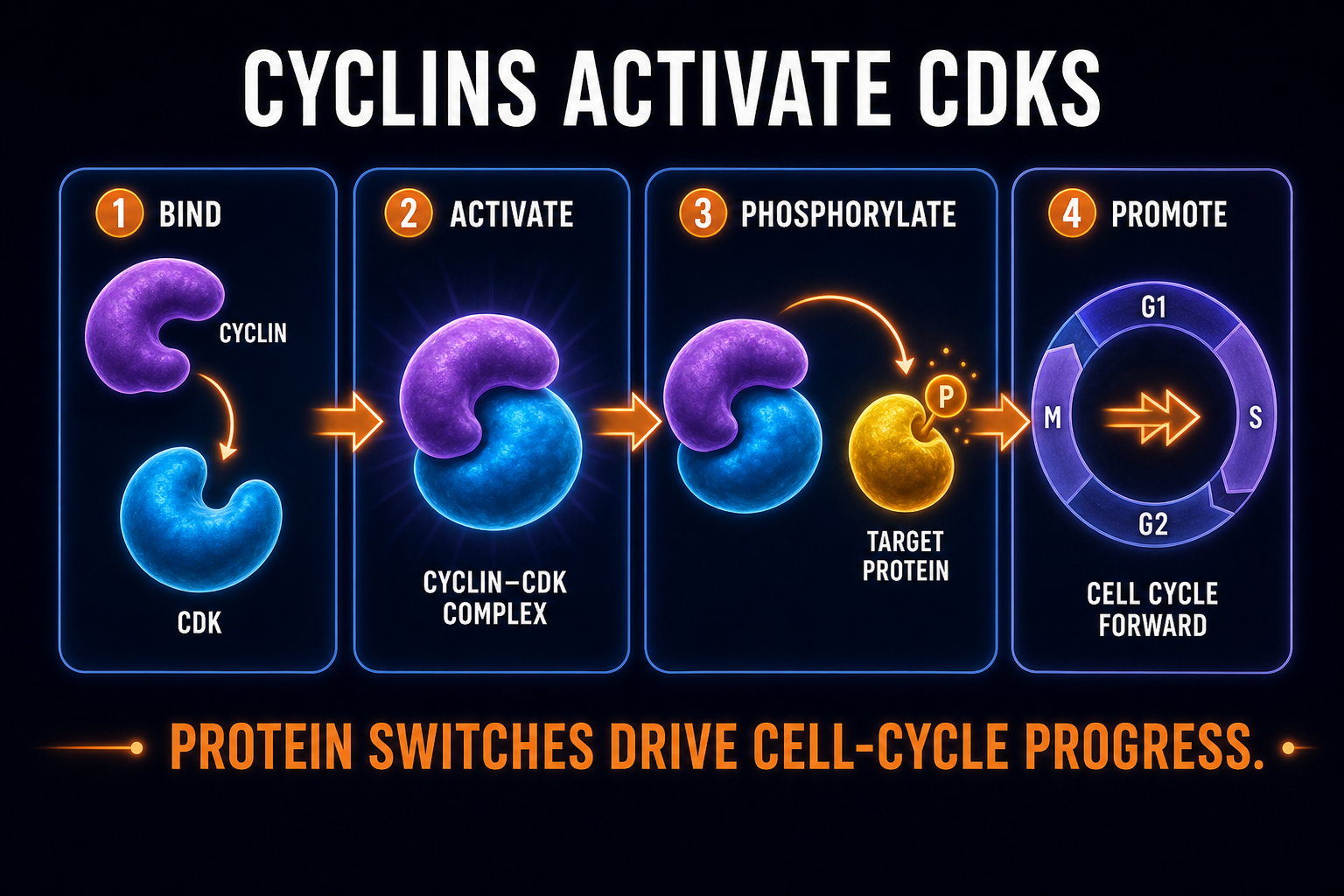 AP Biology cyclins and CDKs infographic showing cyclin-CDK complexes regulating cell cycle progression through phosphorylation