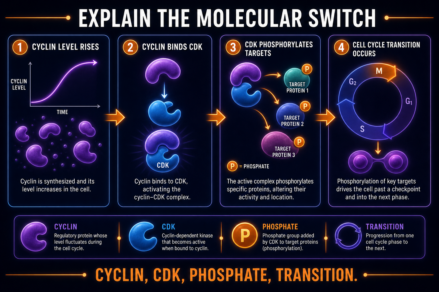 AP Biology cyclins and CDKs FRQ reasoning infographic showing how cyclin-CDK complexes regulate cell-cycle transitions
