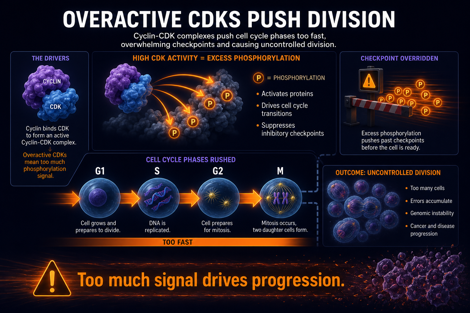 Cyclins CDKs push division