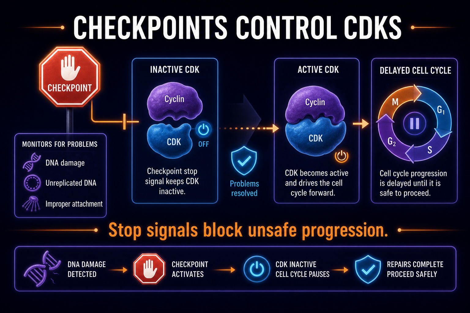 AP Biology checkpoint regulation infographic showing checkpoints controlling cyclin-CDK activity after DNA damage