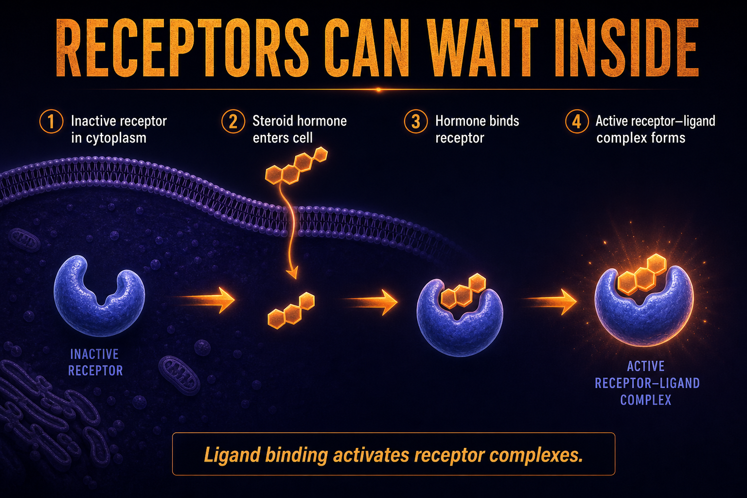 AP Biology cytoplasmic receptor infographic showing a steroid hormone binding an intracellular receptor to form an active receptor-ligand complex