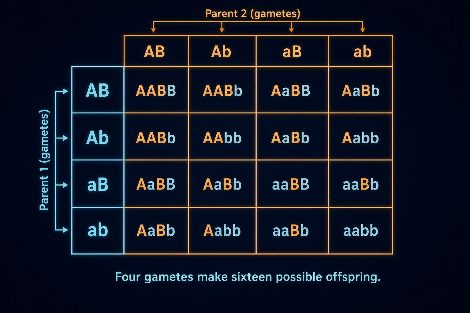 4x4 dihybrid Punnett