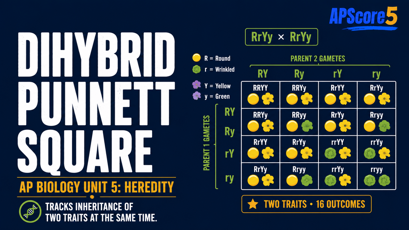 Dihybrid 4x4 Punnett grid