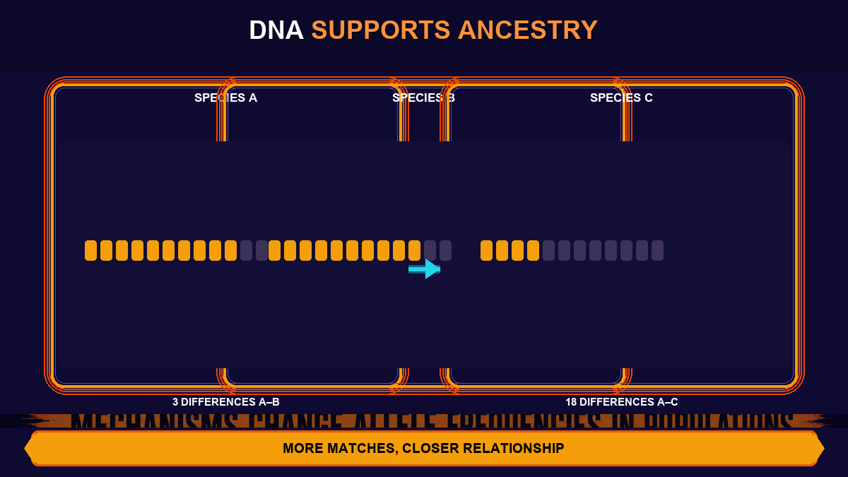 DNA evidence for common ancestry AP Biology showing sequence similarity and closer evolutionary relationship