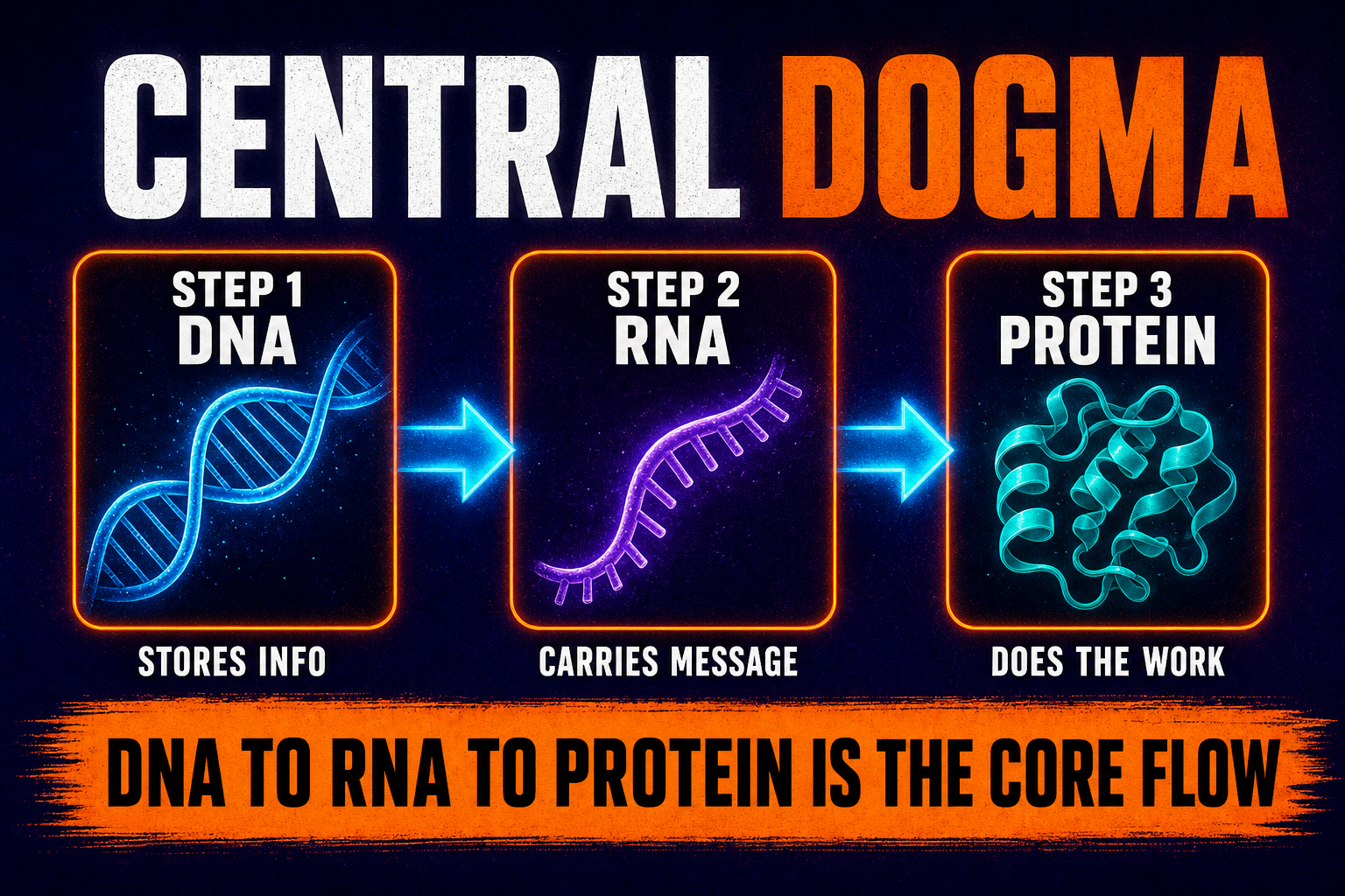 DNA to RNA to protein flow
