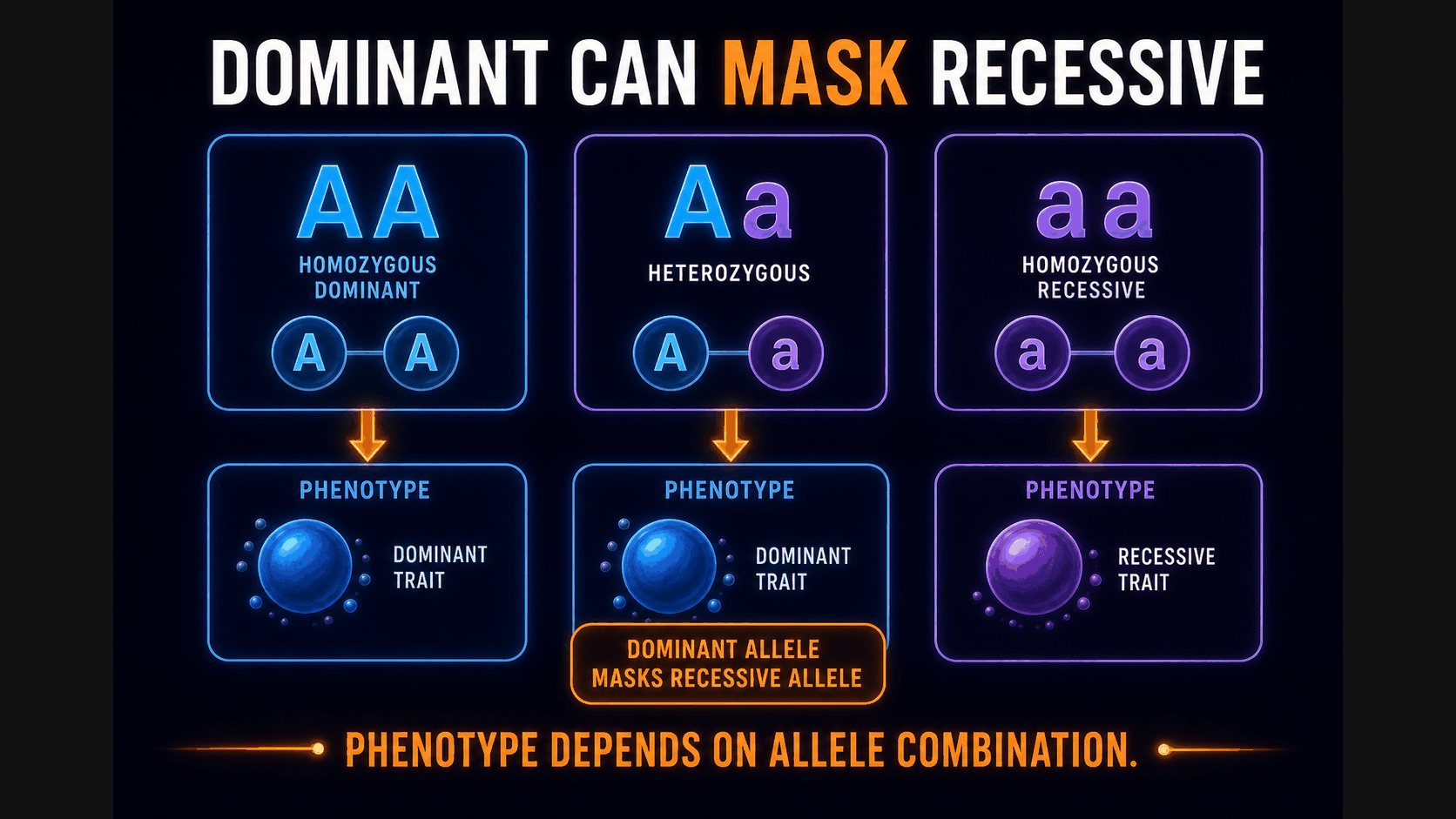 AP Biology dominant and recessive allele infographic showing AA, Aa, and aa genotype effects on phenotype