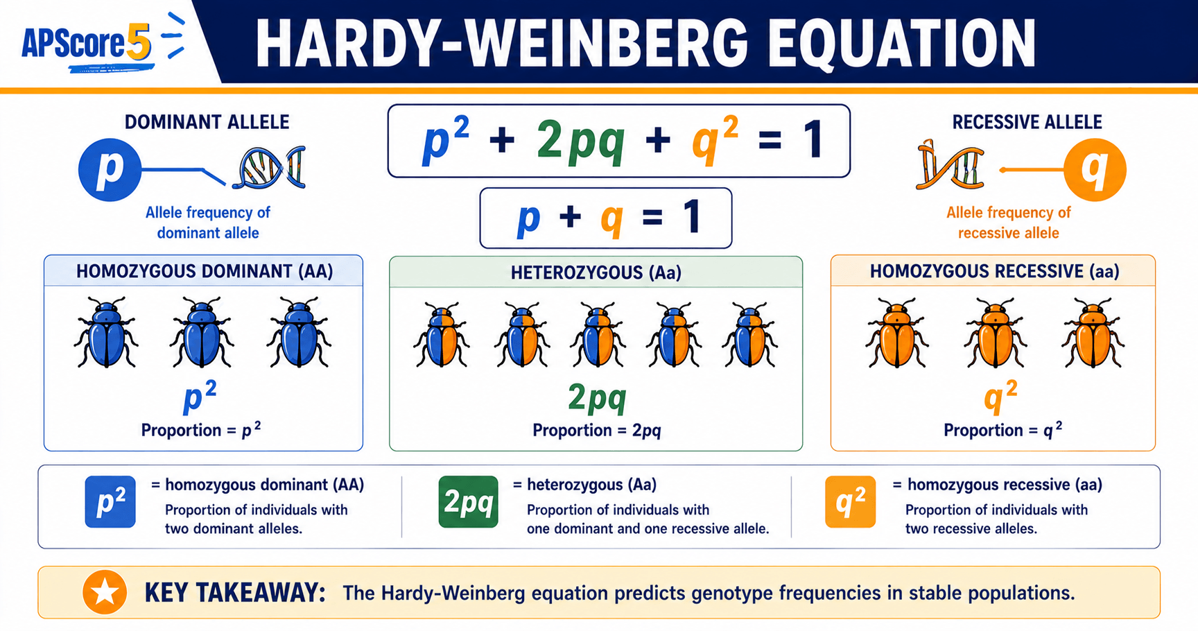 Hardy Weinberg equation