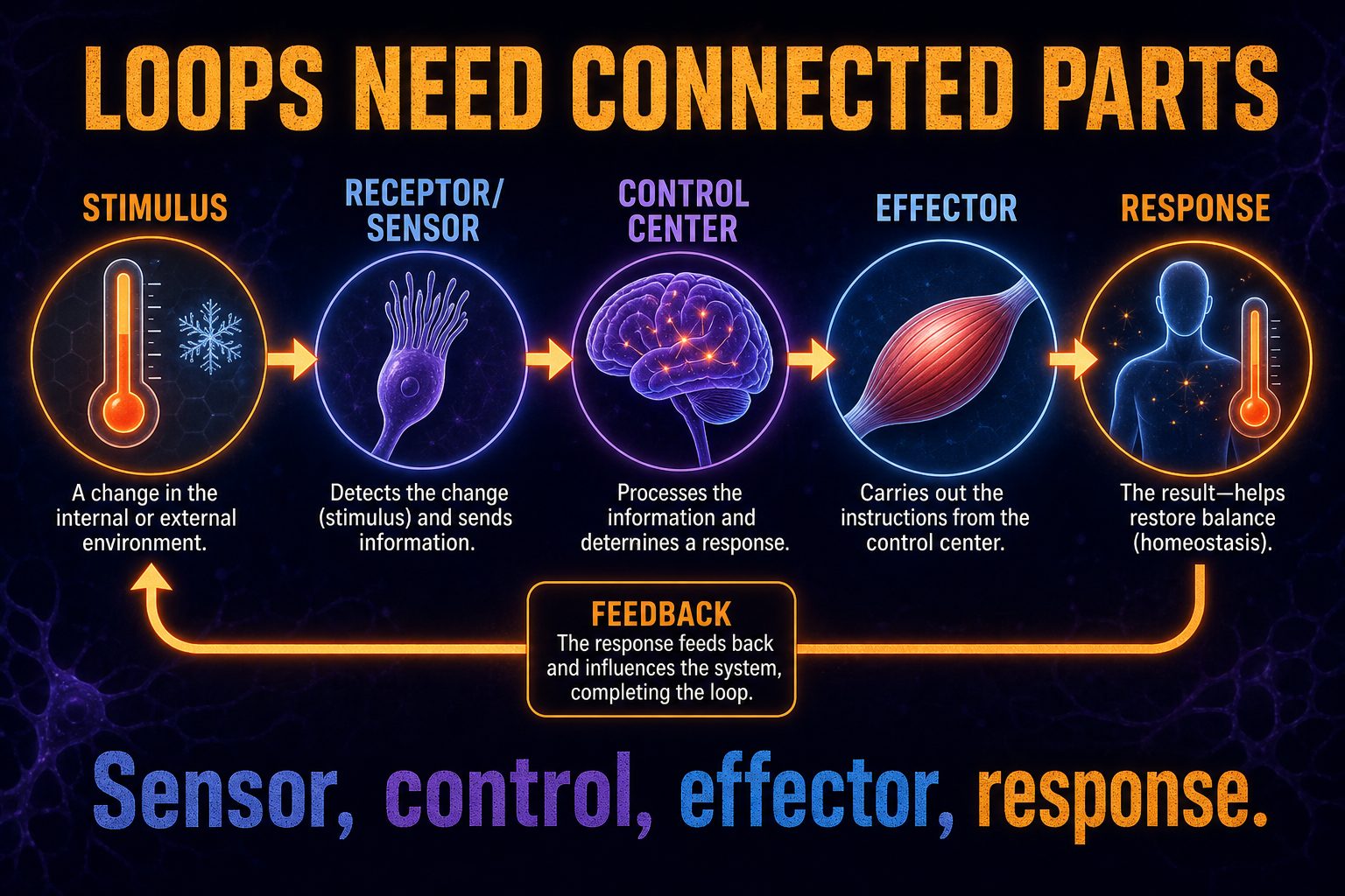 AP Biology feedback loop parts infographic showing stimulus, receptor sensor, control center, effector, response, and feedback arrow