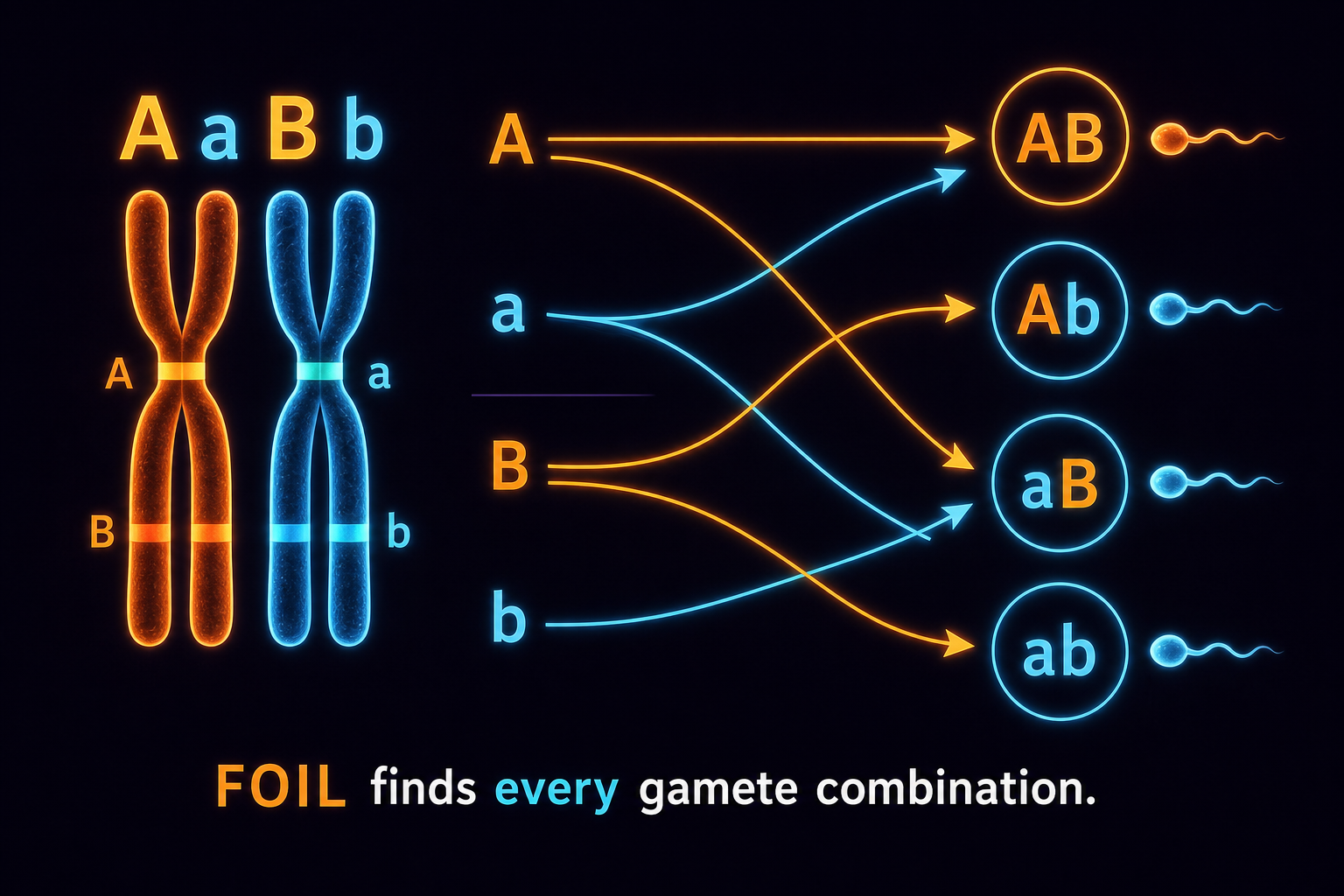 FOIL gametes AaBb