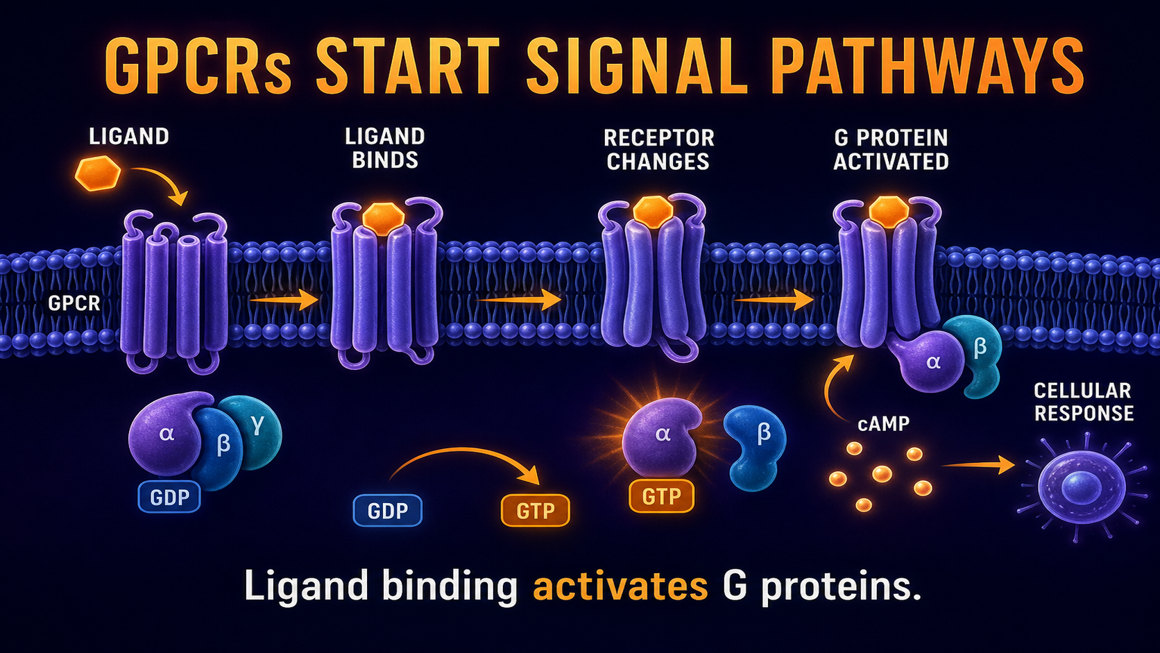 GPCR signal pathway overview