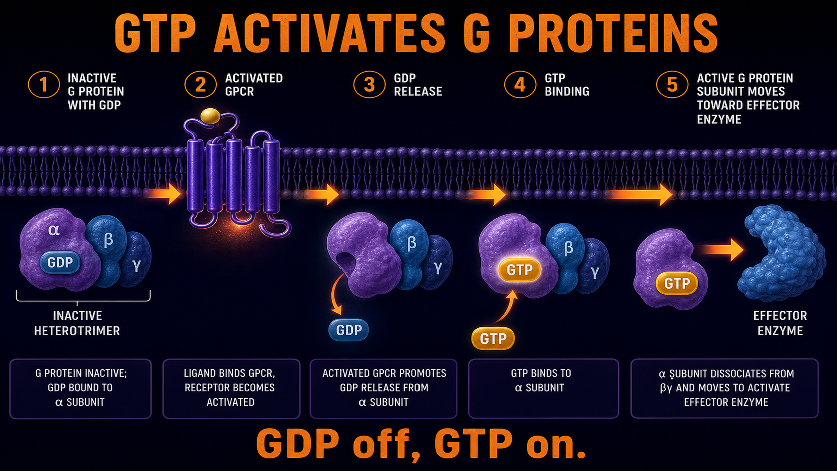 GDP off GTP on G protein