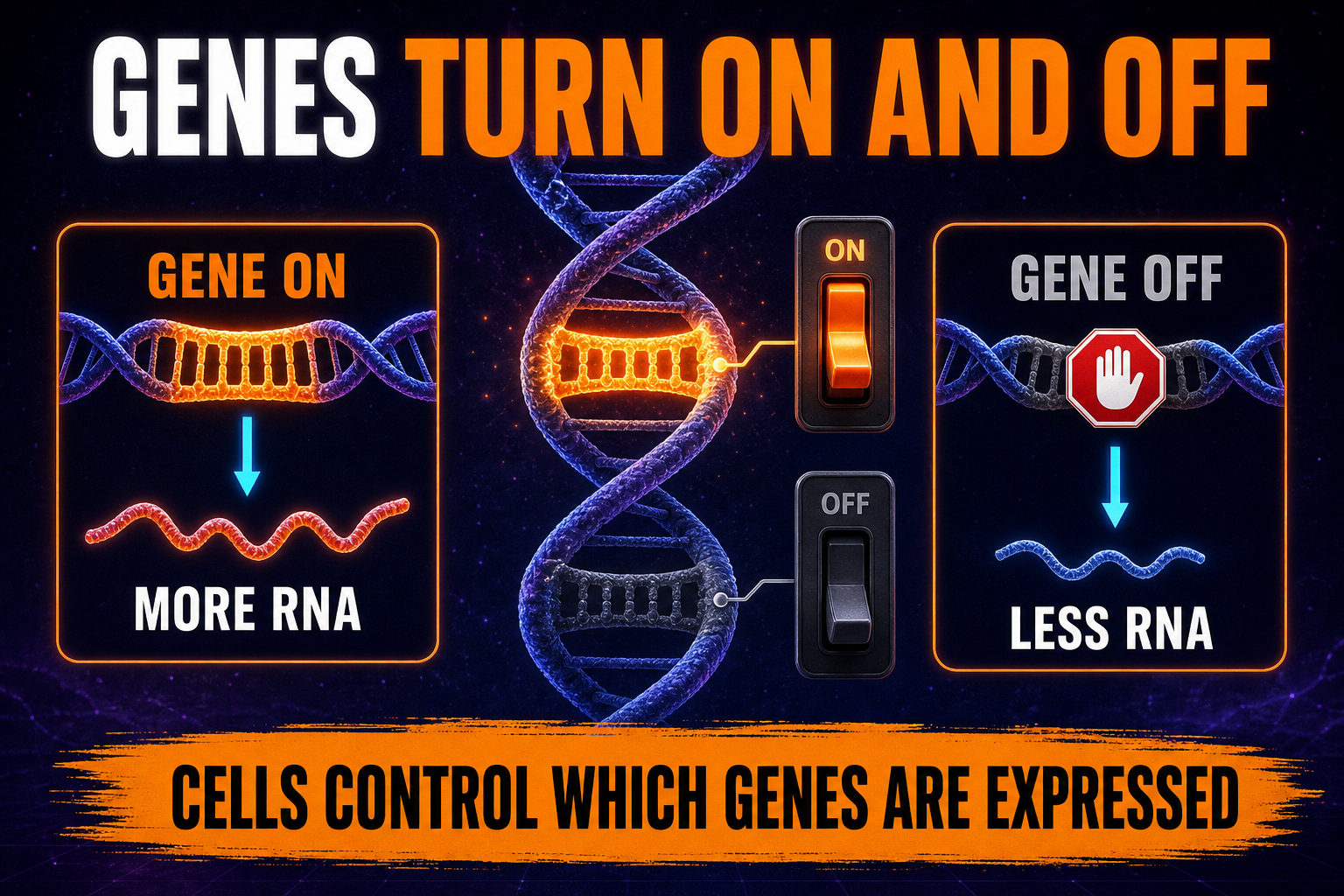Gene Regulation AP Biology Gene regulation AP Biology showing genes turned on and off to control RNA and protein production