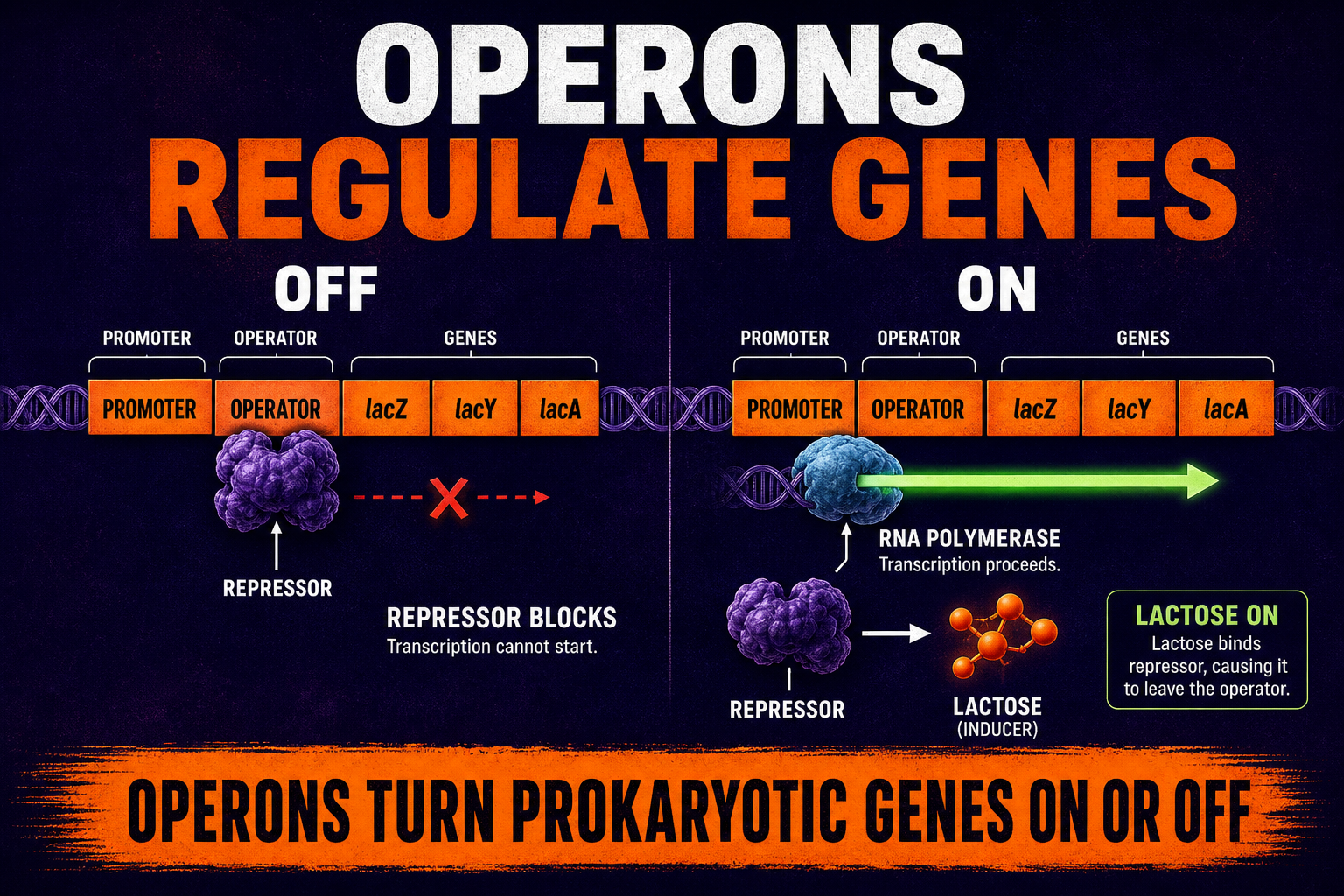 Gene regulation operon diagram