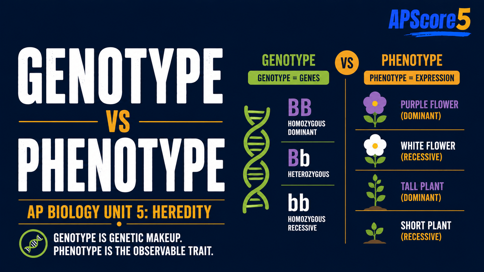 Genotype vs phenotype chart