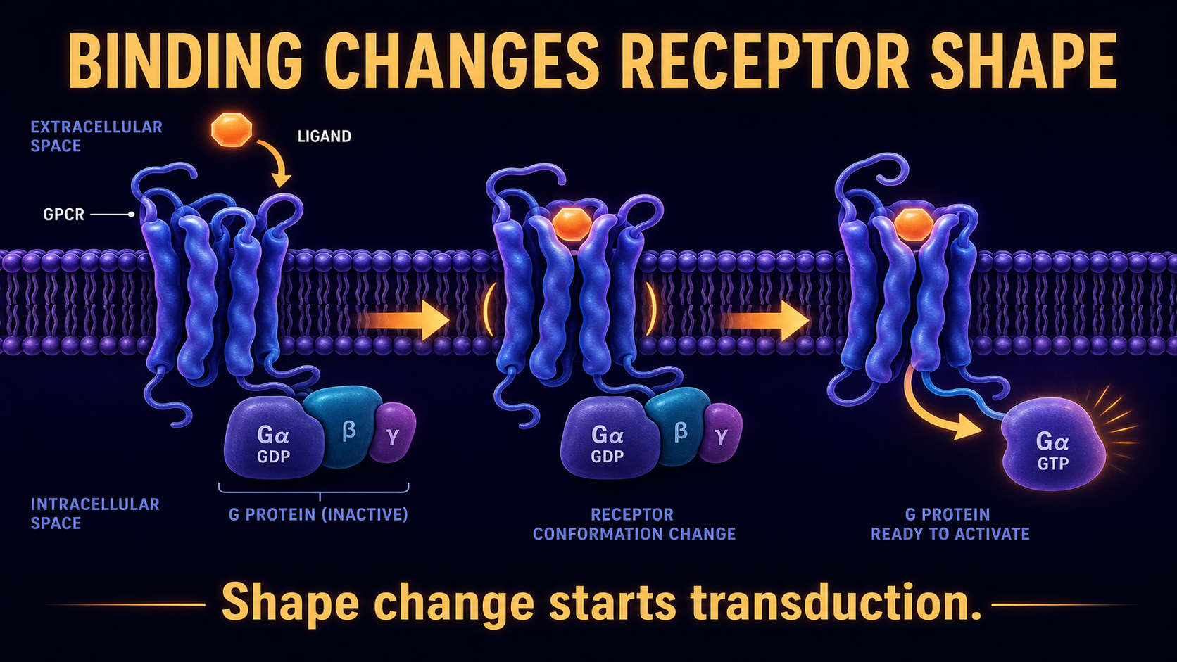 Ligand binding changes shape