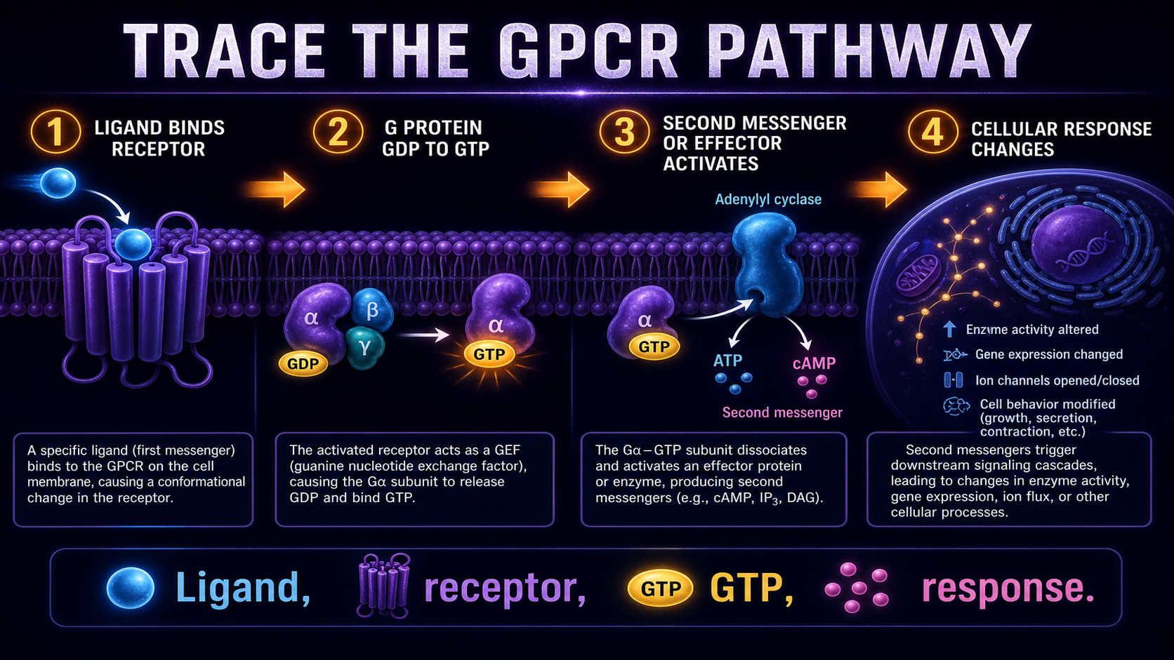 Trace GPCR pathway FRQ steps