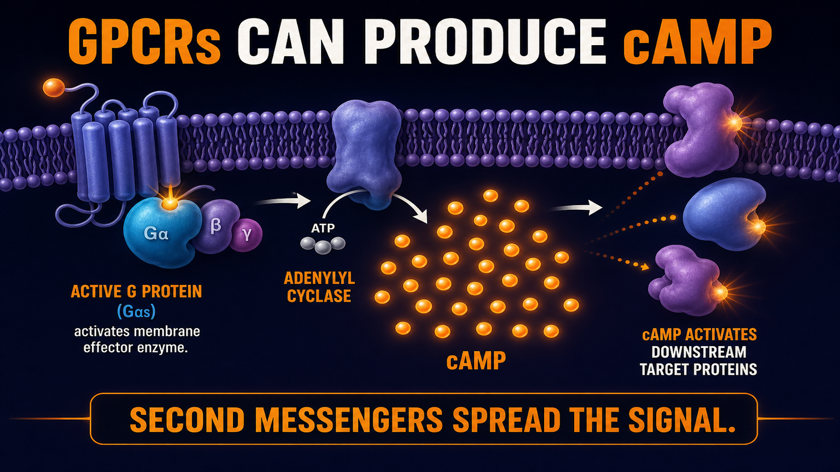 GPCR pathway produces cAMP