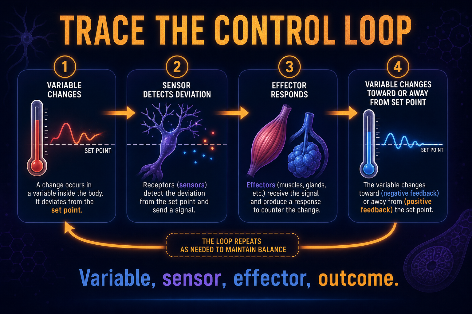 AP Biology homeostasis FRQ infographic showing how to trace variable change, sensor detection, effector response, and final outcome