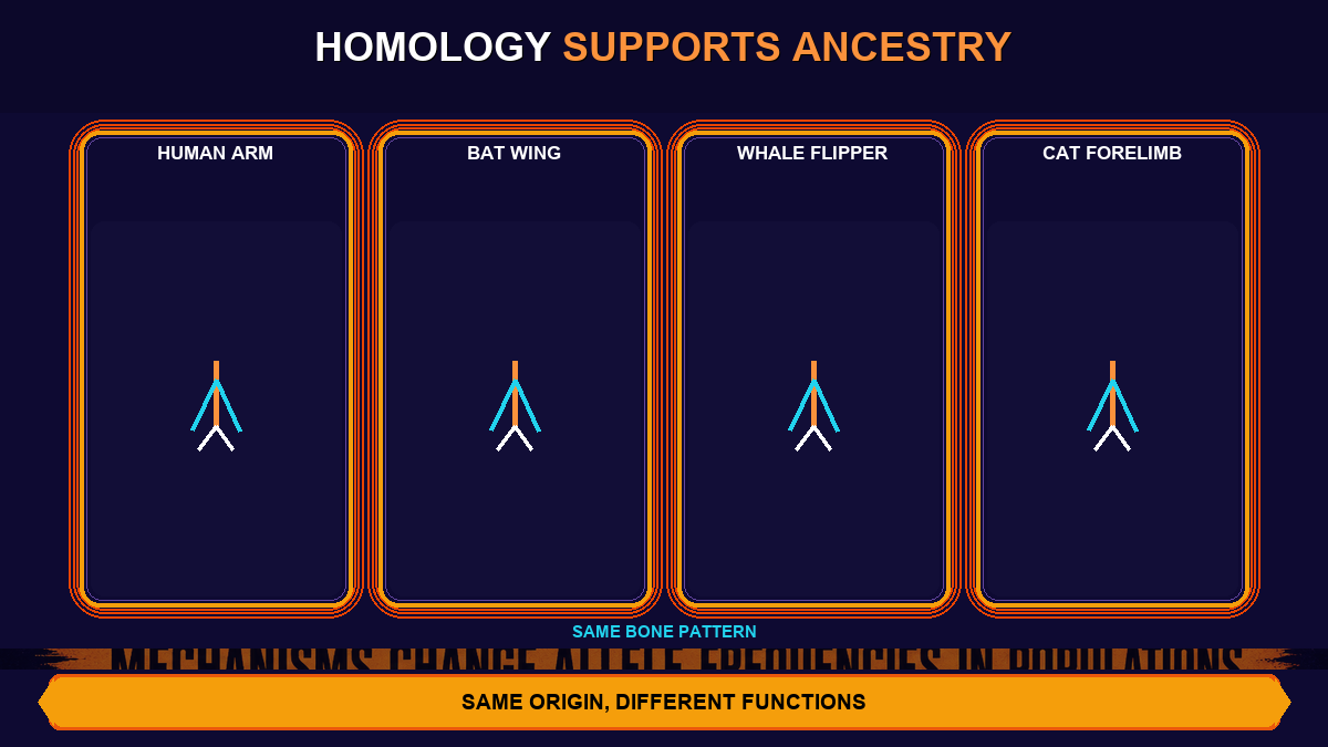 Homology and common ancestry AP Biology showing similar limb bone patterns with different functions