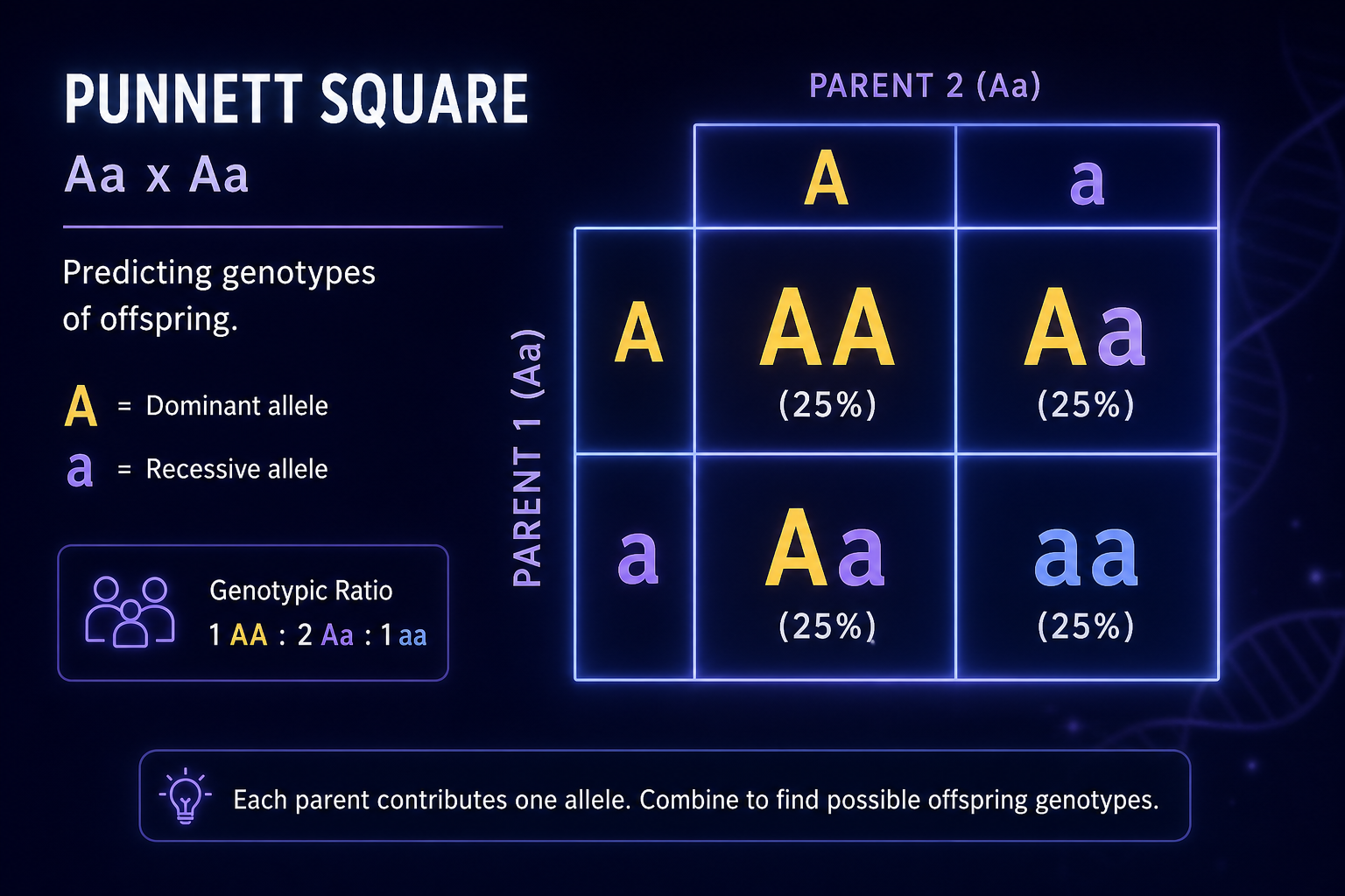 Aa cross Punnett square