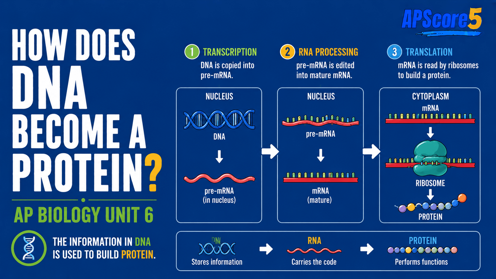 DNA RNA protein diagram