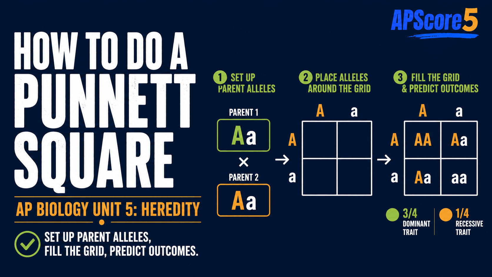How to Punnett square steps